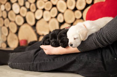 Bir sürü küçük labrador yavrusu evde kızın kollarında uyuyor.