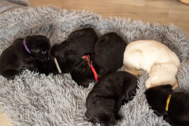 Bir sürü küçük labrador köpeği evdeki odada gri bir halıda uyuyor.