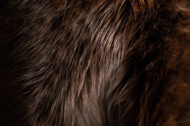 Arka plan olarak kedi siyah yünü