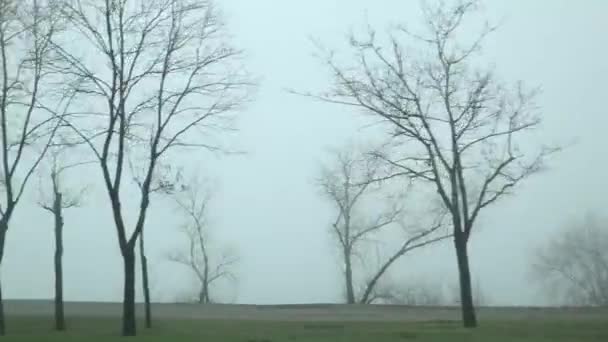 Condução Carro Vista Árvores Longo Estrada Nevoeiro Pela Manhã Primavera — Vídeo de Stock