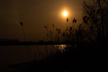 Ukrayna 'da gün batımında nehirde kuru sazlıklar.
