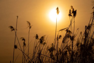 Ukrayna 'da gün batımında nehirde kuru sazlıklar.