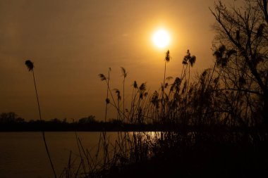 Ukrayna 'da gün batımında nehirde kuru sazlıklar.