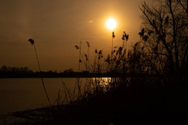 Ukrayna 'da gün batımında nehirde kuru sazlıklar.