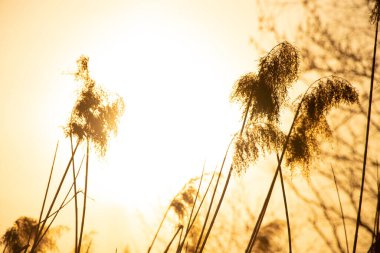 Ukrayna 'da gün batımında nehirde kuru sazlıklar.
