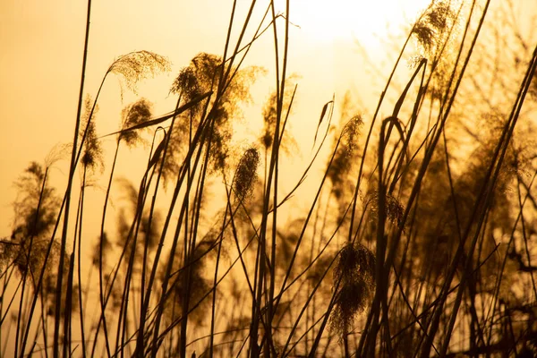 Dry Reeds River Sun Sunset Ukraine — Stock Photo, Image