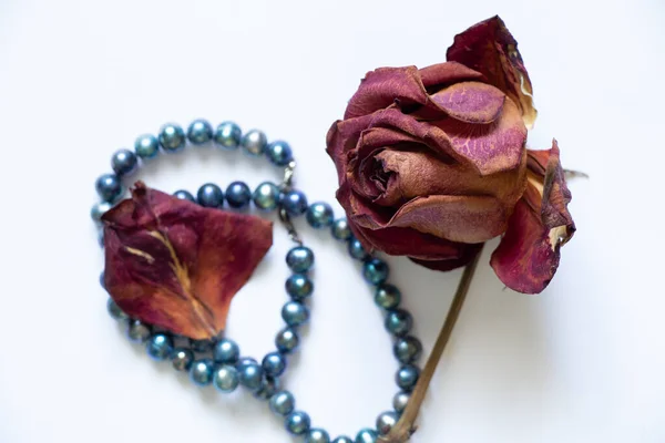 Niebieskie Perłowe Koraliki Sucha Blaknąca Róża Białym Tle Zbliżenie — Zdjęcie stockowe