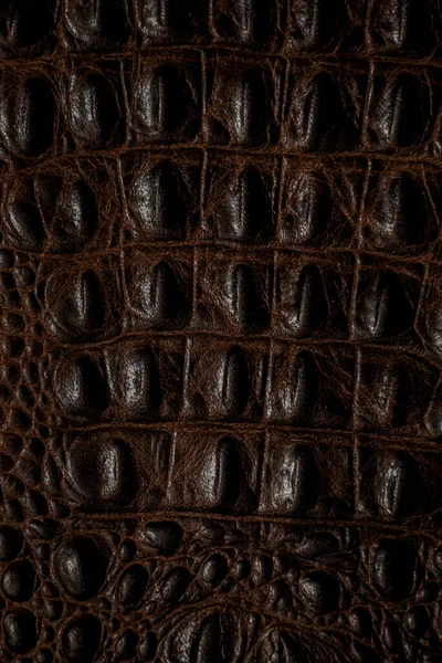 Crocodile Skin Background Close — Stock Photo, Image