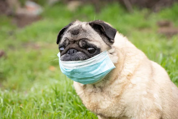 Cane Carlino Maschera Medica Durante Pandemia Covid Una Passeggiata Sull — Foto Stock