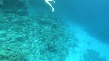 Mısır 'da kızıl denizde çeşitli balıklar, Kızıl Deniz' de sualtı fotoğrafçılığı.