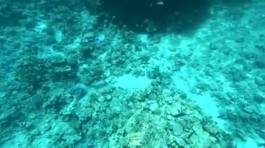 Mısır 'da kızıl denizde çeşitli balıklar, Kızıl Deniz' de sualtı fotoğrafçılığı.