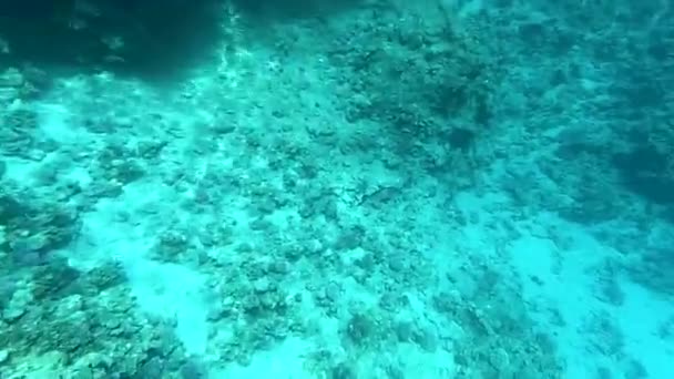 埃及红海中的各种鱼，红海中的水下摄影 — 图库视频影像