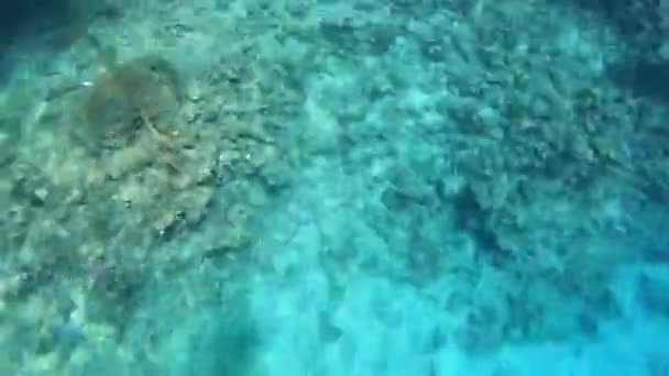 Varios peces en el mar rojo en Egipto, fotografía submarina en el mar rojo — Vídeos de Stock