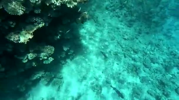 Vários peixes no mar vermelho no Egito, fotografia subaquática no mar vermelho — Vídeo de Stock