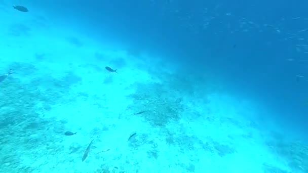 Vários peixes no mar vermelho no Egito, fotografia subaquática no mar vermelho — Vídeo de Stock