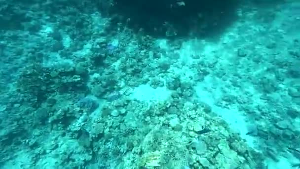 Различные рыбы в Красном море в Египте, подводная фотография в Красном море — стоковое видео