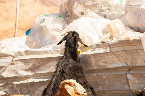 Cabras Beduínas Perto Lata Lixo Deserto África Egito Cabras Deserto — Fotografia de Stock