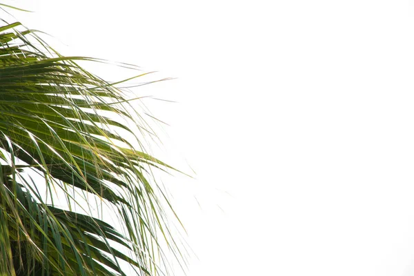 Palmera Contra Cielo Azul Día Soleado Como Fondo Palmera Egipto — Foto de Stock