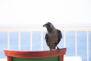 karga Mısır 'da denizin arka planında pereli üzerinde oturur
