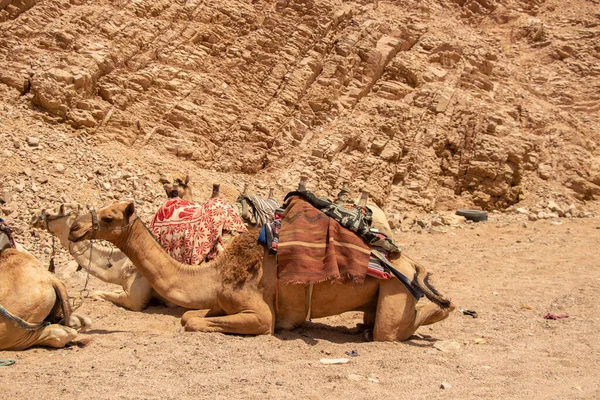 Jazda Wielbłądzie Afryce Pustyni Afrykańskie Wielbłądy — Zdjęcie stockowe