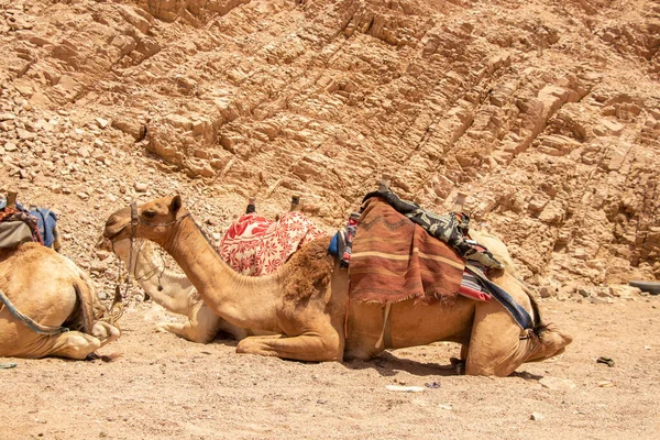 Passeios Camelo África Egito Deserto Camelos Africanos — Fotografia de Stock