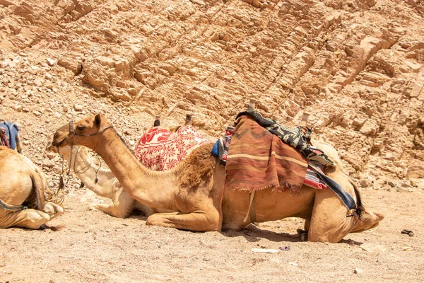 Equitazione Cammello Africa Egitto Nel Deserto Cammelli Africani — Foto Stock