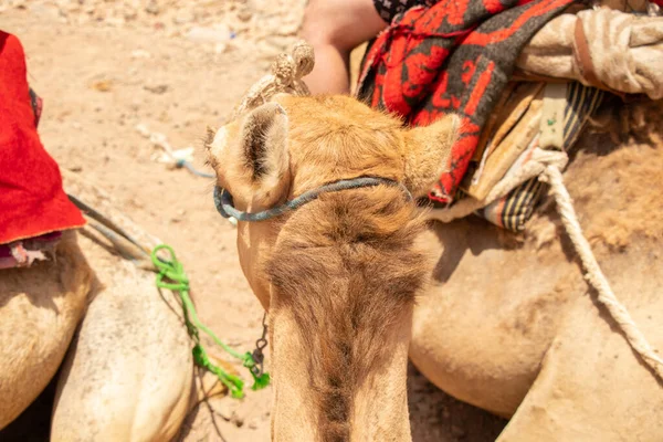 Passeios Camelo África Egito Deserto Camelos Africanos — Fotografia de Stock