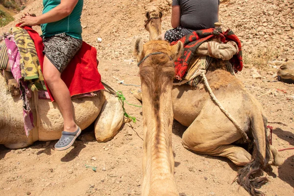 Chameau Équitation Afrique Egypte Dans Désert Chameaux Africains — Photo