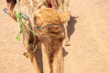 Afrika 'da, Mısır' da çölde deve sürerken, Afrika develeri