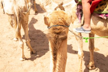 Afrika 'da, Mısır' da çölde deve sürerken, Afrika develeri