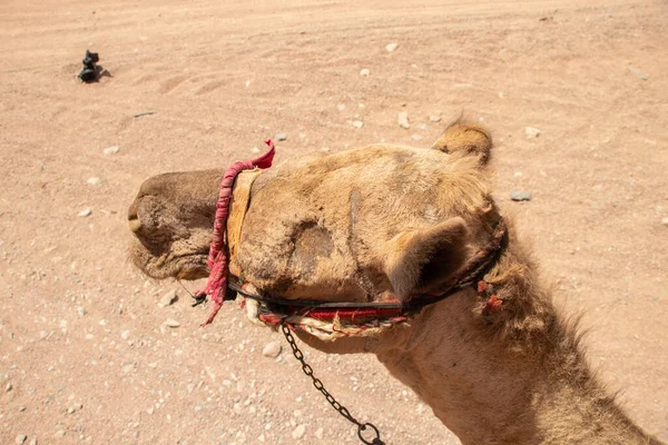 Chameau Équitation Afrique Egypte Dans Désert Chameaux Africains — Photo