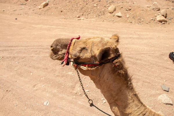 Chameau Équitation Afrique Egypte Dans Désert Chameaux Africains — Photo