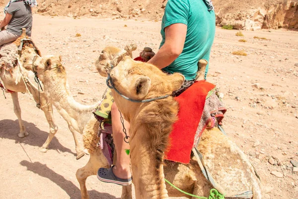 Passeios Camelo África Egito Deserto Camelos Africanos — Fotografia de Stock