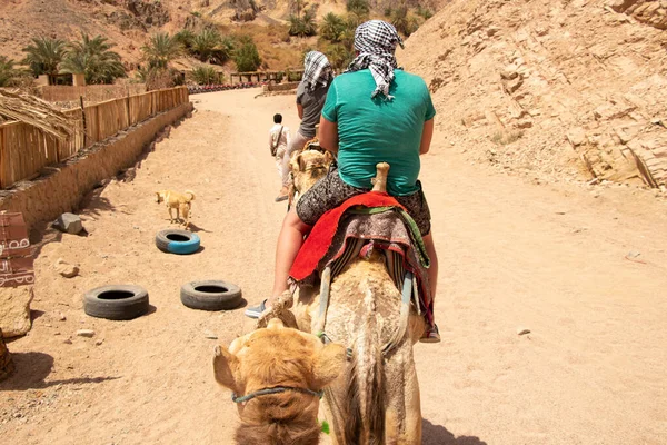 Passeios Camelo África Egito Deserto Camelos Africanos — Fotografia de Stock