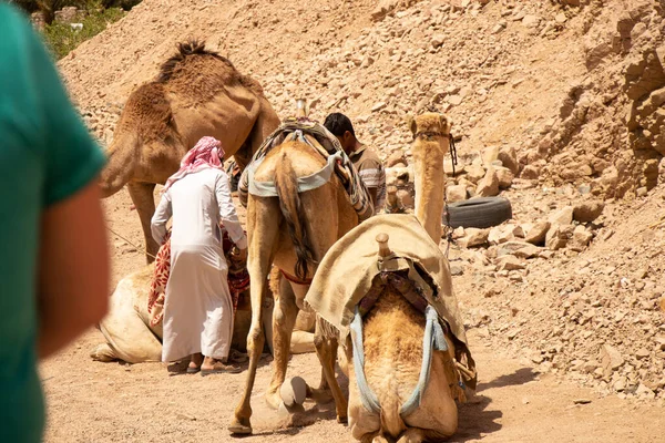 Camel Riding Africa Egypt Desert African Camels — Stock Photo, Image