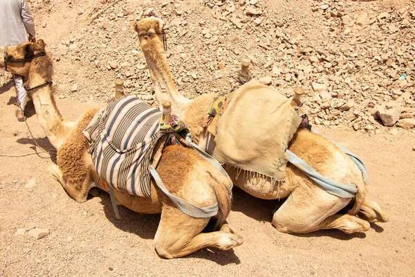 Kamel Ridning Afrika Egypten Öknen Afrikanska Kameler — Stockfoto