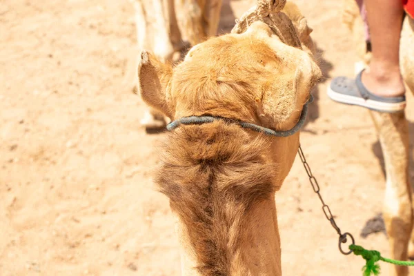 Kamel Ridning Afrika Egypten Öknen Afrikanska Kameler — Stockfoto