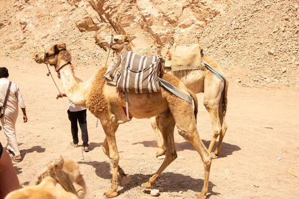 Chameau Équitation Afrique Egypte Dans Désert Chameaux Africains — Photo