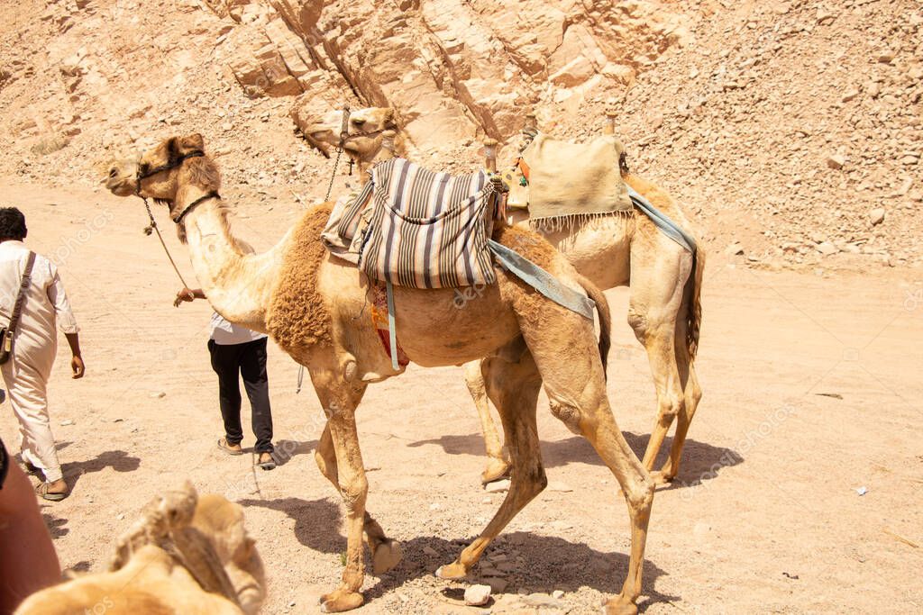 camello en África en Egipto en el desierto, camellos africanos 2023