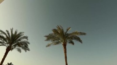 Rüzgarda savrulan palmiye ağacı Mısırda mavi gökyüzü arka planına karşı