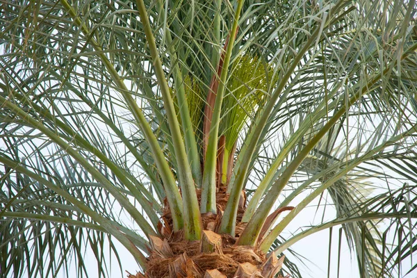 Palmboom Tegen Blauwe Lucht Een Zonnige Dag Als Achtergrond Palmboom — Stockfoto