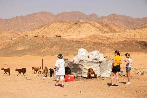 Egito Sharm Sheikh 2021 Cabras Dos Boudoins Deserto Transportavam Contentores — Fotografia de Stock