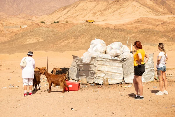 Egito Sharm Sheikh 2021 Cabras Dos Boudoins Deserto Transportavam Contentores — Fotografia de Stock