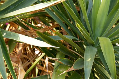 Mavi gökyüzüne karşı palmiye ağaçları, tropik sahilde palmiye ağaçları, hindistan cevizi ağacı, Mısır 'da yaz ağacı, palmiye ağaçları.