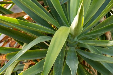 Mavi gökyüzüne karşı palmiye ağaçları, tropik sahilde palmiye ağaçları, hindistan cevizi ağacı, Mısır 'da yaz ağacı, palmiye ağaçları.