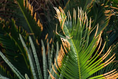 Mavi gökyüzüne karşı palmiye ağaçları, tropik sahilde palmiye ağaçları, hindistan cevizi ağacı, Mısır 'da yaz ağacı, palmiye ağaçları.