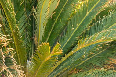 Tropik kıyılarda palmiye ağaçları, hindistan cevizi ağacı, yaz ağacı, Mısır 'da palmiye ağacı