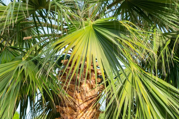 Palmbomen Tegen Blauwe Lucht Palmbomen Aan Tropische Kust Kokosboom Zomerboom — Stockfoto