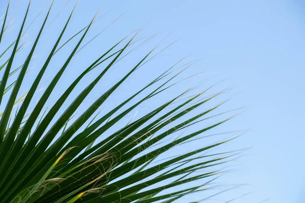 Palm trees against the blue sky, Palm trees on the tropical coast, coconut tree, summer tree, palm tree in Egypt