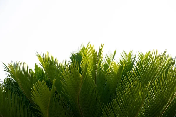 青い空に対するヤシの木 熱帯海岸のヤシの木 ココナッツの木 夏の木 エジプトのヤシの木 — ストック写真
